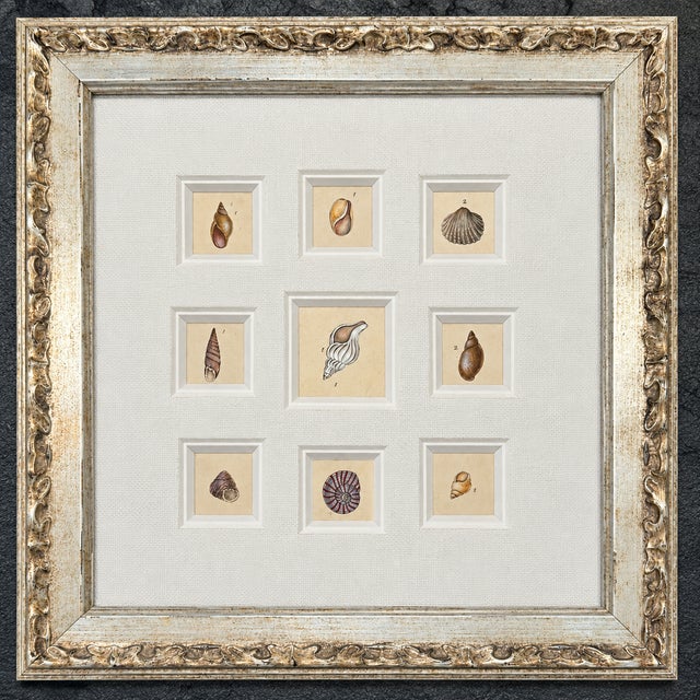 Antique Coastal Seashell Set of 9 | Custom Framed Collection | by Donovan, Circa 1804 For Sale - Image 4 of 5