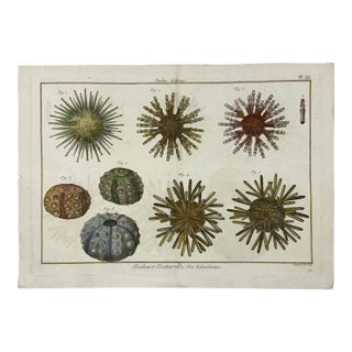 Sea Urchin Echinodermes Original Print From Historie Naturelle, 1791 For Sale