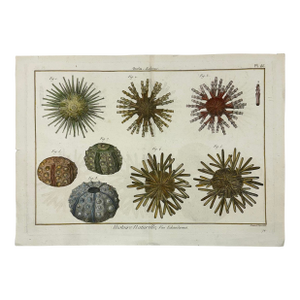 Sea Urchin Echinodermes Original Print From Historie Naturelle, 1791
