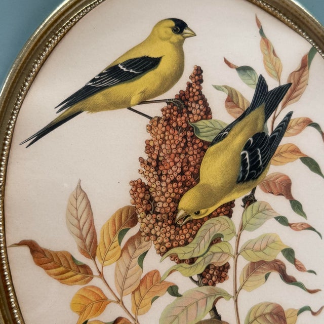 Vintage Pair of Rudolf Freund Bird Study Botanical Prints in Custom Shadow Box Frames For Sale In Raleigh - Image 6 of 11