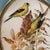 Vintage Pair of Rudolf Freund Bird Study Botanical Prints in Custom Shadow Box Frames For Sale In Raleigh - Image 6 of 11