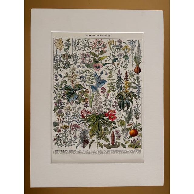 Demoulin Et Frères, Illustrated Plate on Medicinal Plants, 1920s, Engraving and Paper For Sale - Image 4 of 5