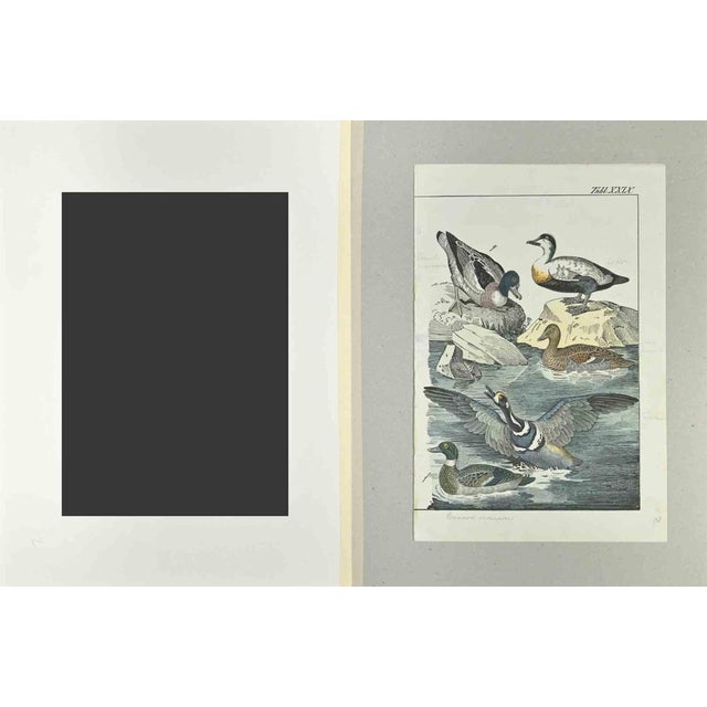 Ordinary Duck is an Etching hand colored realized by Gotthilf Heinrich von Schubert - Johann Friedrich Naumann,...