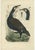 Sepp & Nozeman, Great Black Cormorant, 1770, Paper For Sale - Image 11 of 11