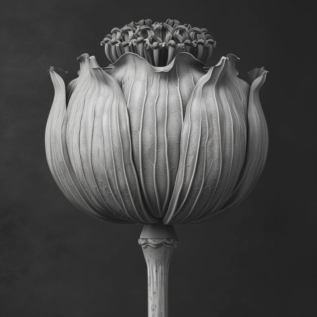 Contemporary 'Poppy Pod Head' No. 2 - Black and White Botanical Photography Print / Karl Blossfeldt For Sale - Image 3 of 5