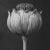 Contemporary 'Poppy Pod Head' No. 2 - Black and White Botanical Photography Print / Karl Blossfeldt For Sale - Image 3 of 5