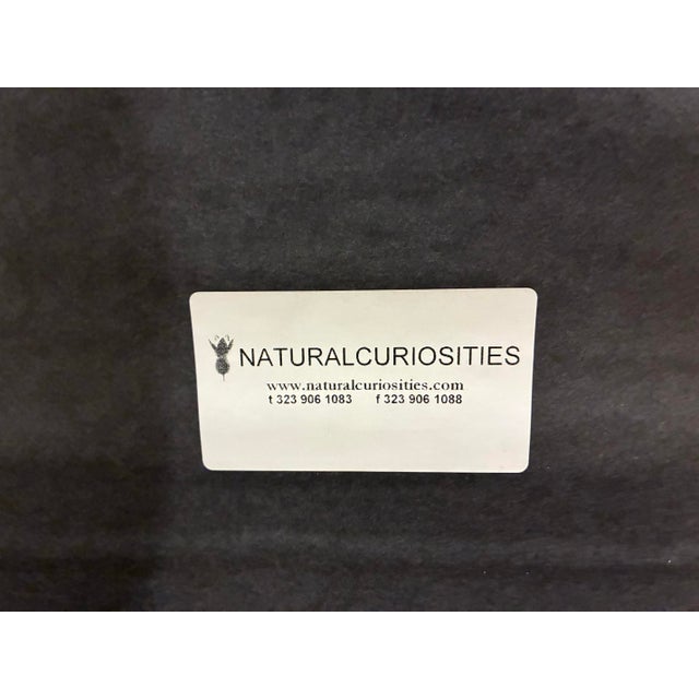 Paper Oversized Natural Curiosities Harvey Seaweeds Botanical Print – Framed For Sale - Image 7 of 7