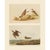 Paper 1966 Vintage Cottage Print "Schinz's Sandpiper" After John James Audubon For Sale - Image 7 of 7