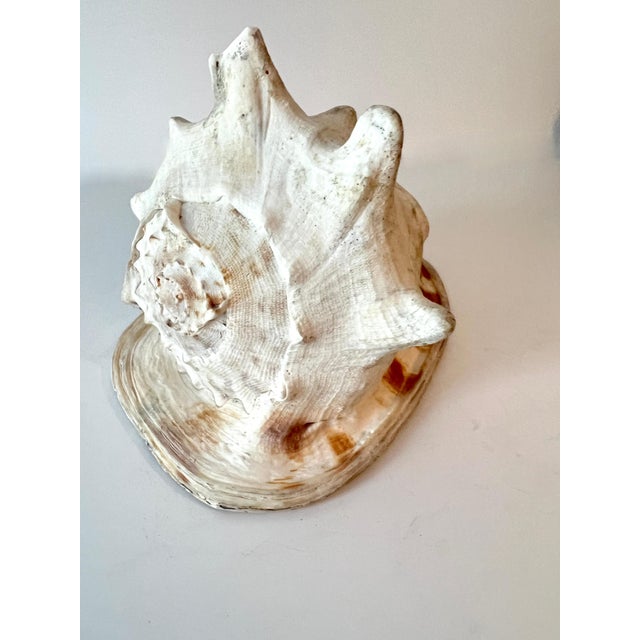 Large Decorative Conch Shell For Sale - Image 9 of 9