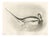 After Lilian Medland, Long-Tailed Duck, 1909, Print For Sale