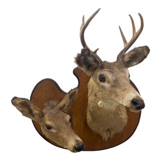 Pair of Whitetail Deer Head Shoulder Mounts Taxidermy Buck & Doe 26x16 For Sale