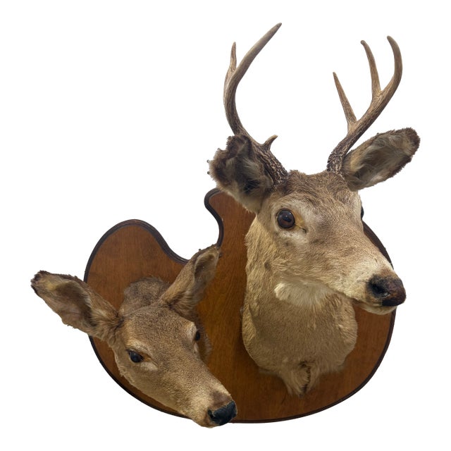 Pair of Whitetail Deer Head Shoulder Mounts Taxidermy Buck & Doe 26x16 For Sale