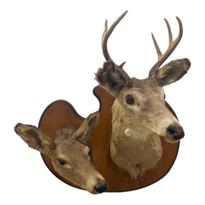 Pair of Whitetail Deer Head Shoulder Mounts Taxidermy Buck & Doe 26x16