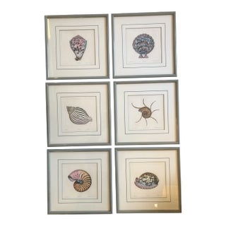Gallery Wall Collection-6 Original Lithograph Nautical Shell Prints by Listed Artist Dan Mitra- Set of 6 For Sale