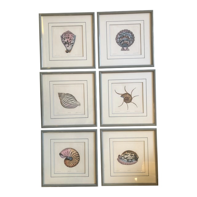 Gallery Wall Collection-6 Original Lithograph Nautical Shell Prints by Listed Artist Dan Mitra- Set of 6 For Sale