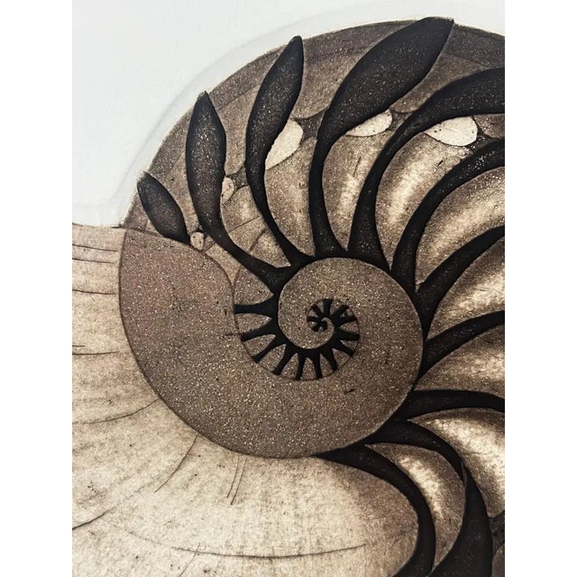 Contemporary Anna Loudon Nautilus Shell Untitled Limited Edition Print by Anna Loudon, Framed & Numbered For Sale - Image 3 of 11