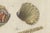 Paper Bertuch, Shipworm and Sea Pen, 1800, Engraving For Sale - Image 7 of 10