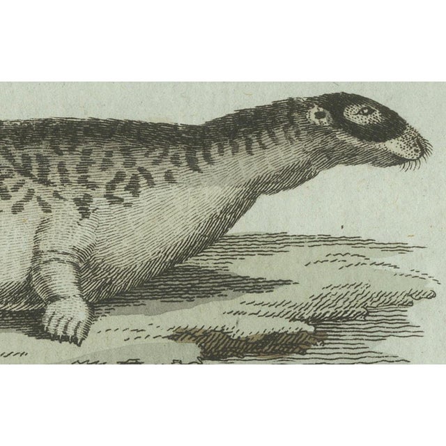 Bertuch, Four Seals, 1800, Engraving For Sale - Image 9 of 10