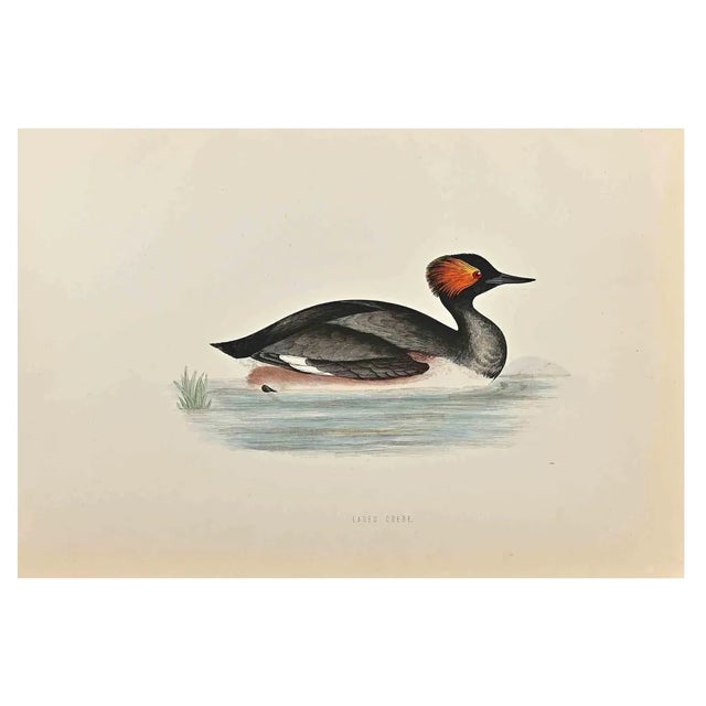 Alexander Francis Lydon, Eared Grebe, Woodcut Print, 1870 For Sale