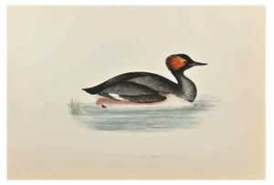 Alexander Francis Lydon, Eared Grebe, Woodcut Print, 1870