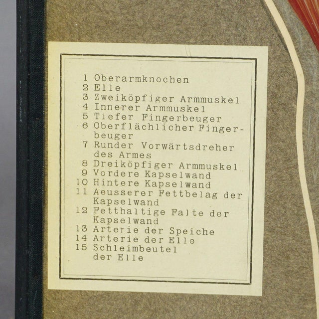 Antique Scientific Visual Aid - Bone Cut of the Human Elbow An antique visual aid of a longitudinal bone cut of the elbow....