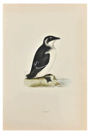 Alexander Francis Lydon, Rotche, Woodcut Print, 1870