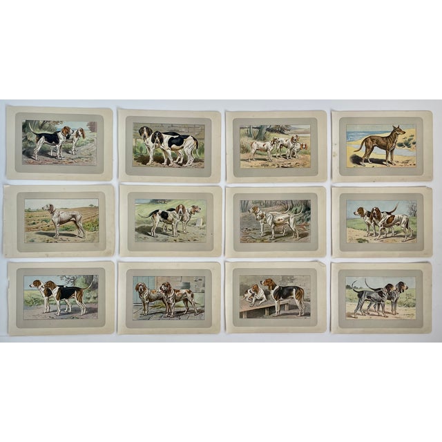 1900 - 1909 1907 French Photogravure Prints - Collection of Twelve Hunting Dogs #2 - For Sale - Image 5 of 6