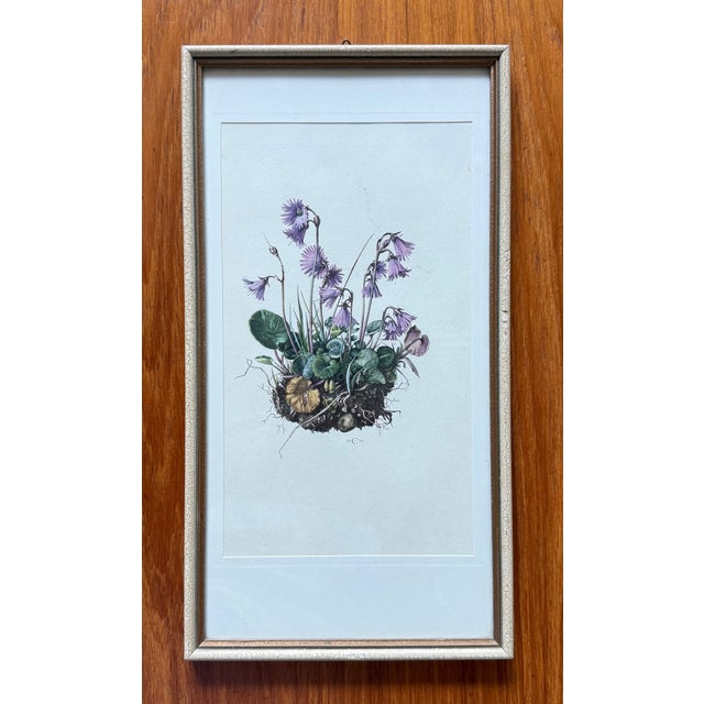 Vintage original botanical print published in 1956 of beautiful purple Alpine Snowbells (Soldanella alpina) and framed in...