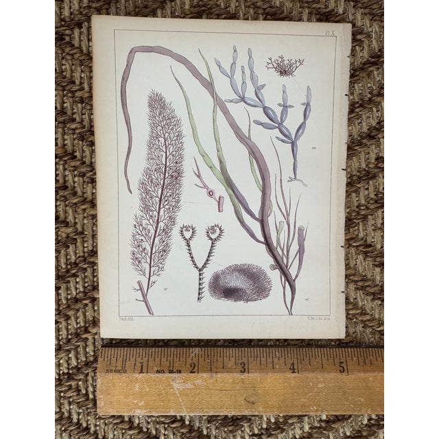 Set of 3 Antique Original Seaweed Prints c.1851, Landsborough, David For Sale - Image 4 of 5
