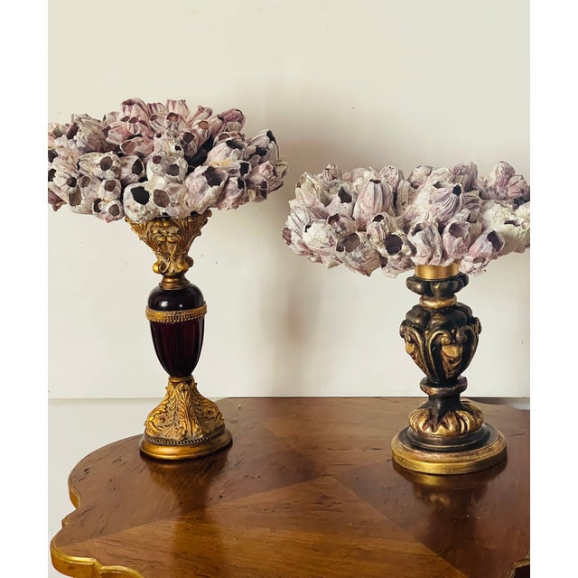 Pair vintage natural sea shell barnacle clusters on Italian Regency Gilded Stands.