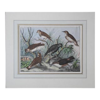 Late 19th Century Group of Birds Hand Colored Lithograph For Sale