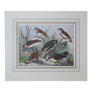 Late 19th Century Group of Birds Hand Colored Lithograph