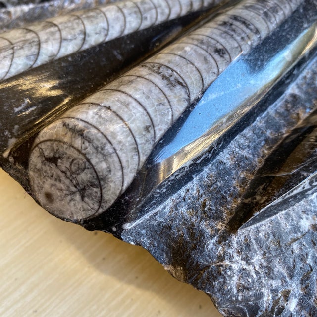 Authentic Black and White Orthoceras Cephalopod Fossil Paperweight Chairish