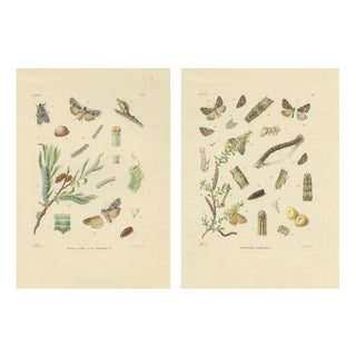 Sepp & Brants, Xylina Lambda Ortholithia Moths, 1905, Paper, Set of 2 For Sale
