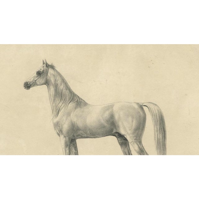 Black August Jäger, Horse Bairaktar, 1846, Paper Lithograph For Sale - Image 8 of 10