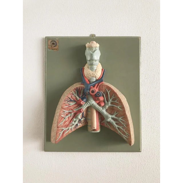 Anatomical 3-Dimensional Picture, Germany, 1950s For Sale - Image 6 of 6