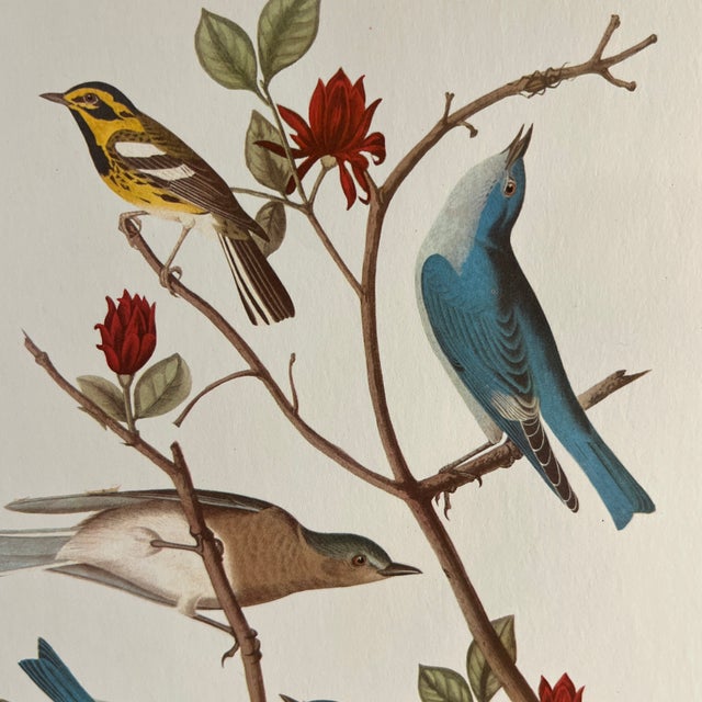 1960s Audubon Birds of America print, Warblers and Bluebirds, ready to mat and frame.