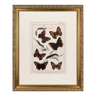 19th Century English Butterfly Prints by Kappel and Kirby C.1895 For Sale