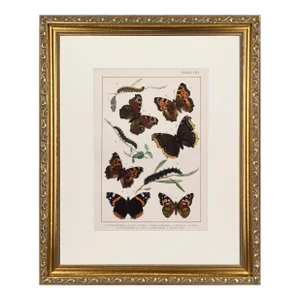 19th Century English Butterfly Prints by Kappel and Kirby C.1895