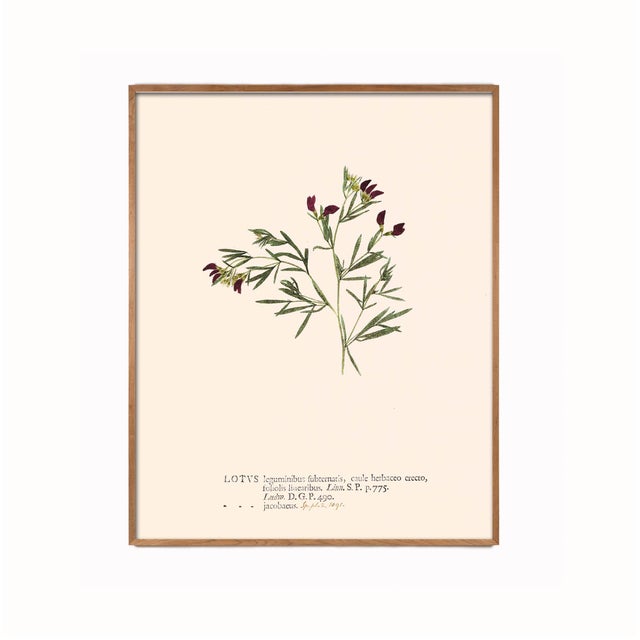 Antique Botanical Set in Oxblood - Set of 8 11" X 14" For Sale In Los Angeles - Image 6 of 12