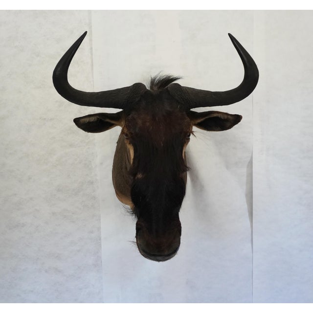 Large Game (Blue?) Wildebeest / Gnu Taxidermy Mount Head Bust Beautiful specimen of a Wildebeest head Horns ~17"...
