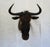 Large Game (Blue?) Wildebeest / Gnu Taxidermy Mount Head Bust Beautiful specimen of a Wildebeest head Horns ~17"...