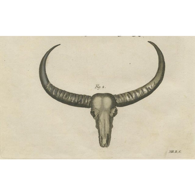 Paper Antique Wild Buffalo and Long Horns Engraving from Bertuch, 1810 For Sale - Image 7 of 10