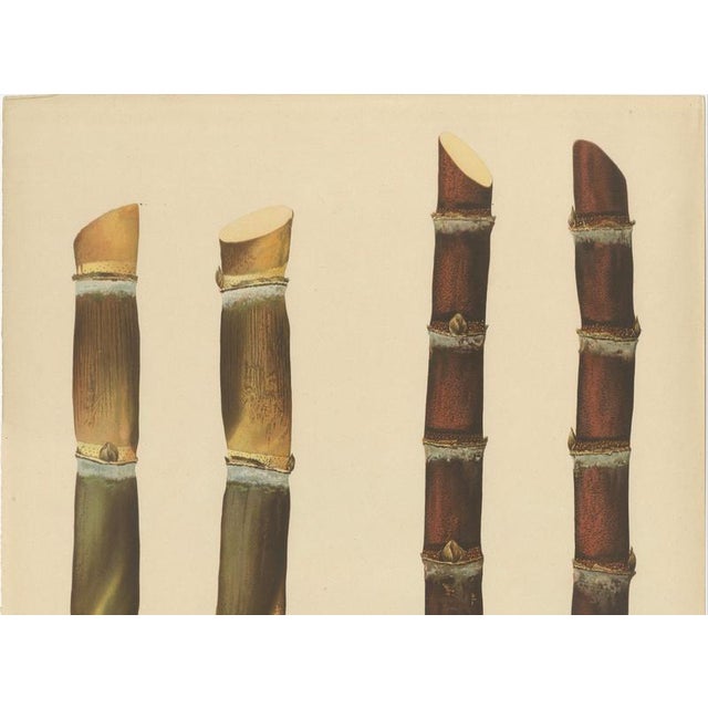 Late 19th Century Sugarcane, 1892, Paper For Sale - Image 5 of 10