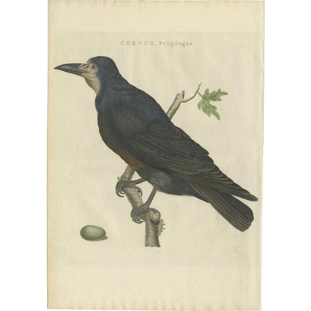 Sepp & Nozeman, Bird Print of the Rook, 1797, Paper For Sale
