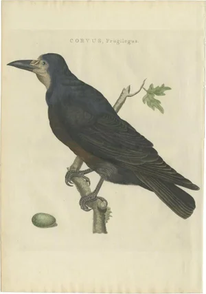 Sepp & Nozeman, Bird Print of the Rook, 1797, Paper