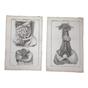Authentic Antique 18th Century Folio Size Anatomical Copperplate Engravings Over 225 Years Old - A Pair