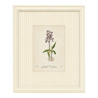 Set of Twelve Antique Alpine Botanical Chromolithographs Circa 1909 in Custom Frames. For Sale