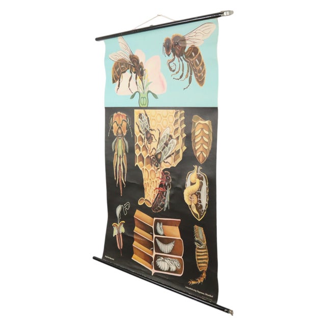 Large Vintage The Honeybee School Chart, 1968 For Sale - Image 6 of 14
