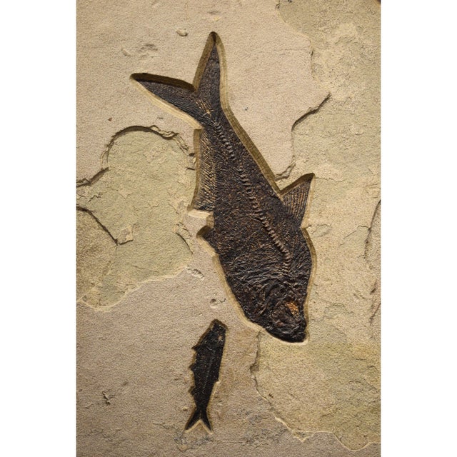 50 Million Year Old Fossil Fish Mural For Sale - Image 4 of 5
